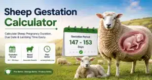 sheep gestation period calculator