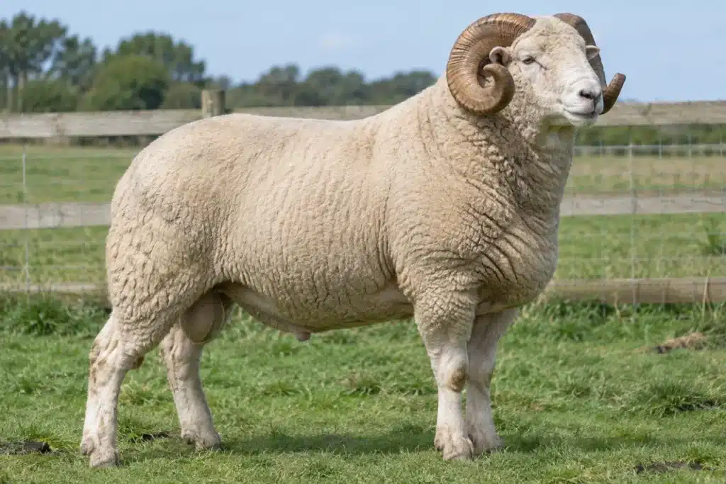 Mature breeding ram standing in profile in a pen, showing stockier build than a ewe.