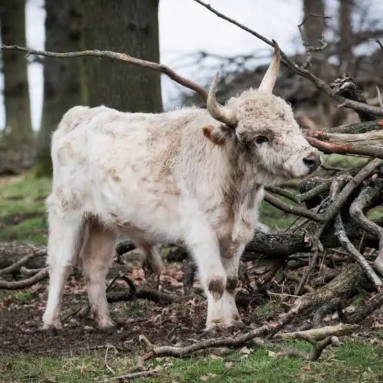 calves for sale